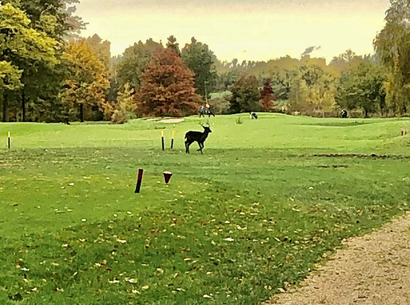Golfen op Crossmoor